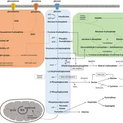 Schemat szlaków metabolicznych: glikolizy, pentozofosforanowego i biosyntezy heksozamin.