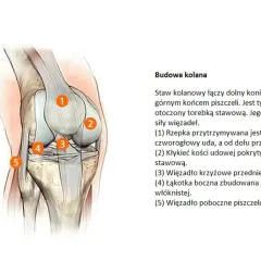 Ilustracja anatomiczna stawu kolanowego z ponumerowanymi elementami: kości, więzadła, rzepka.