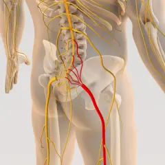 Anatomia układu nerwowego człowieka z zaznaczonym na czerwono nerwem biegnącym od kręgosłupa do nogi.