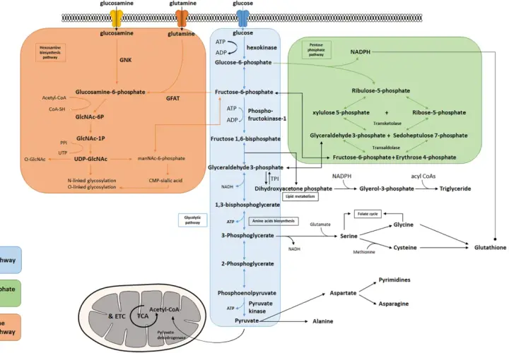 Schemat szlaków metabolicznych: glikolizy, pentozofosforanowego i biosyntezy heksozamin.