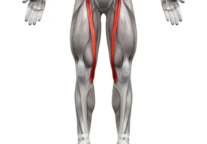 Anatomia mięśnia krawieckiego, zaznaczonego na czerwono, na tle ludzkiego ciała.