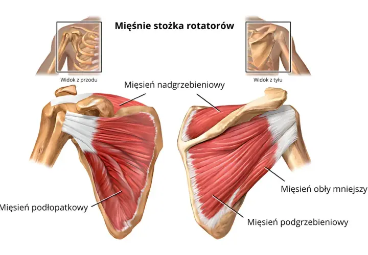 Anatomia mięśni stożka rotatorów barku: widok z przodu i z tyłu z oznaczeniami.