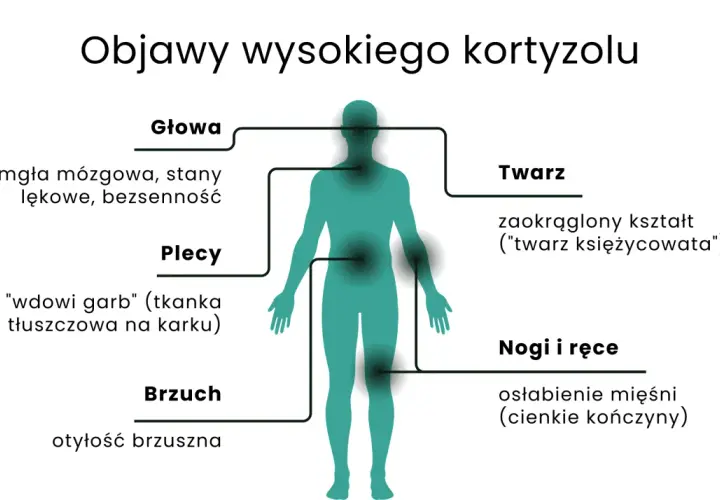 Ilustracja przedstawia sylwetkę człowieka z zaznaczonymi obszarami ciała i objawami nadmiaru kortyzolu.