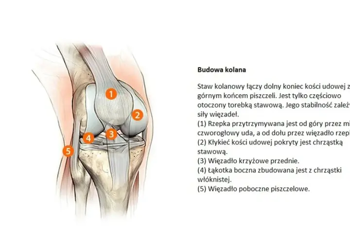 Ilustracja anatomiczna stawu kolanowego z ponumerowanymi elementami: kości, więzadła, rzepka.