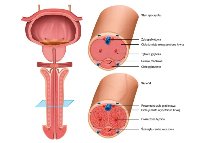 Ilustracja anatomiczna prącia w stanie spoczynku i wzwodu, z przekrojami poprzecznymi.