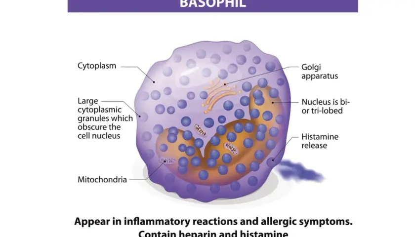 Ilustracja bazofila z widocznymi ziarnistościami cytoplazmatycznymi, jądrem i mitochondriami.