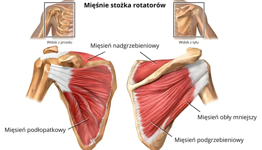 Anatomia mięśni stożka rotatorów barku: widok z przodu i z tyłu z oznaczeniami.