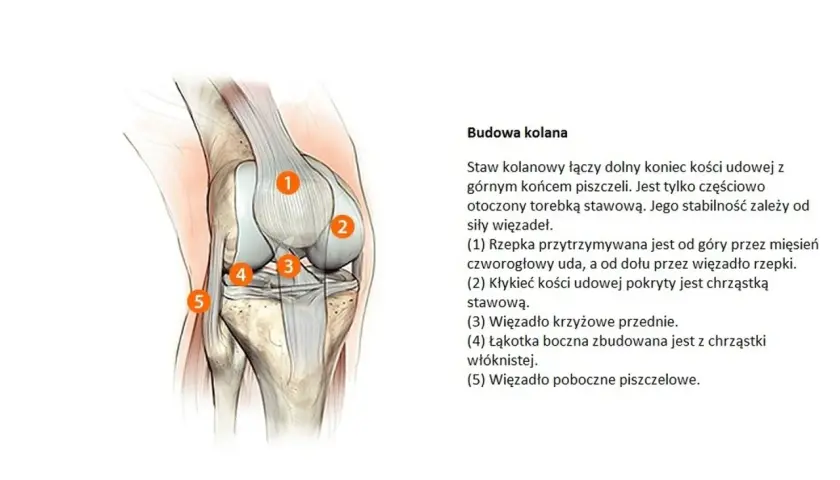Ilustracja anatomiczna stawu kolanowego z ponumerowanymi elementami: kości, więzadła, rzepka.